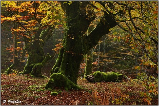 arbol