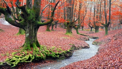 Madera y Salud Arbol