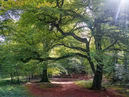 Bosque de hayas
