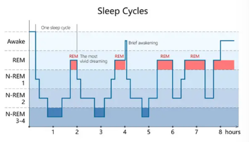 Fases y ciclos del sueño REM No REM